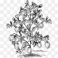 棉花植物剪贴画.棉花植物图-空若网 棉花植物剪贴画.棉花植物图-空若网