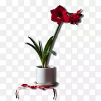 花海棠-花-空若网 花海棠-花-空若网