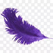 ��ë��ɫɣë-������