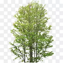 树枝博客树剪贴画-树-空若网 树枝博客树剪贴画-树-空若网