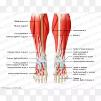 Crus肌肉系统-人体脚-他人-空若网 Crus肌肉系统-人体脚-他人-空若网