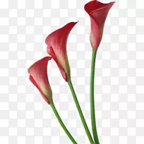 百合花-百合花-空若网 百合花-百合花-空若网