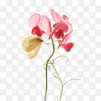 飞蛾兰切花芽植物茎花-空若网 飞蛾兰切花芽植物茎花-空若网