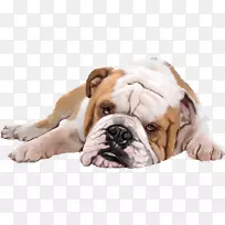 小狗宠物狗-空若网 小狗宠物狗-空若网