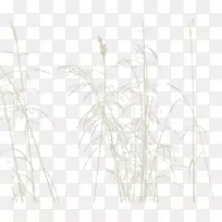 С֦�ݣ�ֲ�ﾥϵ�����ϵ-������