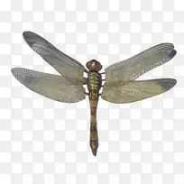 òßòÑͼ±ê¼ÆËã»úÎļþ-òßòÑpng-¿ÕÈôÍø òßòÑͼ±ê¼ÆËã»úÎļþ-òßòÑpng-¿ÕÈôÍø