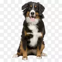 伯恩塞山犬小狗大瑞士山犬边境牧羊犬猫-小狗-空若网 伯恩塞山犬小狗大瑞士山犬边境牧羊犬猫-小狗-空若网