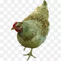 公鸡普利茅斯岩鸡剪贴画-空若网 公鸡普利茅斯岩鸡剪贴画-空若网