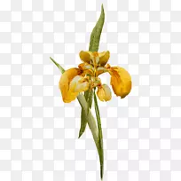 野生及奇葩花卉花束知识研究-空若网 野生及奇葩花卉花束知识研究-空若网