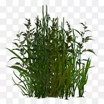 ¹àľֲÎï°×Êóβ²Ý-¿ÕÈôÍø ¹àľֲÎï°×Êóβ²Ý-¿ÕÈôÍø