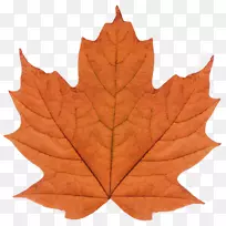 枫叶水彩画艺术-空若网 枫叶水彩画艺术-空若网