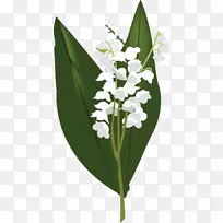 ɽ�Ȱٺϻ��������ٺϻ�-������