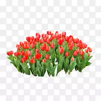 郁金香红花红郁金香-空若网 郁金香红花红郁金香-空若网