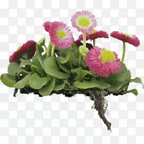 花卉设计切花菊花花束-菊花-空若网 花卉设计切花菊花花束-菊花-空若网