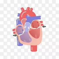 心脏解剖循环系统的心脏瓣膜传导系统-心脏-空若网 心脏解剖循环系统的心脏瓣膜传导系统-心脏-空若网