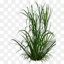 观赏草坪观赏植物-空若网 观赏草坪观赏植物-空若网