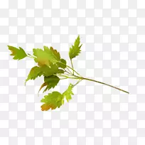 干水果剪贴画-空若网 干水果剪贴画-空若网