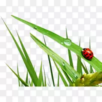 瓢虫-空若网 瓢虫-空若网