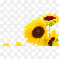 ÆÕͨÏòÈÕ¿û×Ñ¿û»¨ÓÍÏòÈÕ¿û-¿ÕÈôÍø ÆÕͨÏòÈÕ¿û×Ñ¿û»¨ÓÍÏòÈÕ¿û-¿ÕÈôÍø