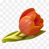 郁金香花橙黄郁金香-空若网 郁金香花橙黄郁金香-空若网