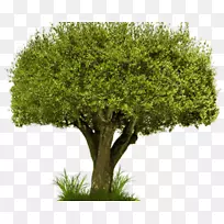 商业组织、历史知识科学大使-空若网 商业组织、历史知识科学大使-空若网