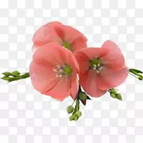 亚麻花摄影.花-空若网 亚麻花摄影.花-空若网