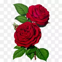玫瑰剪贴画-玫瑰-空若网 玫瑰剪贴画-玫瑰-空若网