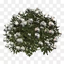 ���ܶ���-������