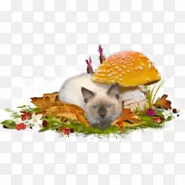 秋季剪贴簿博客-空若网 秋季剪贴簿博客-空若网