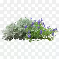 ����-��-������