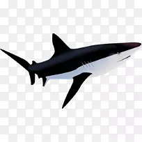 鲨鱼适应学前工作表鱼-鲨鱼-空若网 鲨鱼适应学前工作表鱼-鲨鱼-空若网