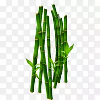 竹子-绿竹-空若网 竹子-绿竹-空若网