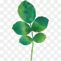 ˮ�ʻ��＾ֲ��Ҷ-��-������