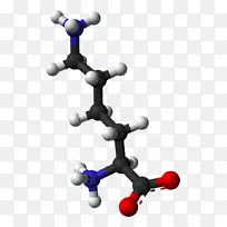 赖氨酸必需氨基酸遗传编码蛋白-空若网 赖氨酸必需氨基酸遗传编码蛋白-空若网