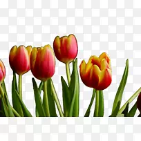 ������������-��ʽֲ��-������