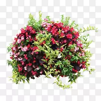 花盆植物灌木-男式植物-空若网 花盆植物灌木-男式植物-空若网