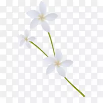 ��������Ӱ������-��-������