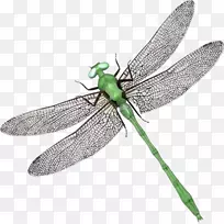 昆虫针织品刺绣摄影.昆虫-空若网 昆虫针织品刺绣摄影.昆虫-空若网