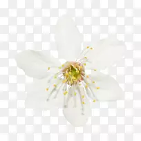 白色剪贴画-空若网 白色剪贴画-空若网