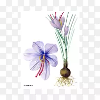 藏红花秋季番红花画植物插图-空若网 藏红花秋季番红花画植物插图-空若网