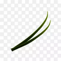 绿叶角草-空若网 绿叶角草-空若网