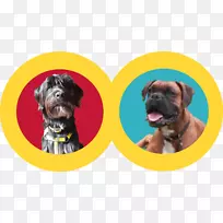 犬种拳击手犬鼻子杂交犬-小狗-空若网 犬种拳击手犬鼻子杂交犬-小狗-空若网