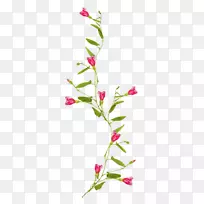 花卉设计花藤画夹艺术-花-空若网 花卉设计花藤画夹艺术-花-空若网