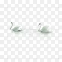 哑巴天鹅鸭-两只天鹅-空若网 哑巴天鹅鸭-两只天鹅-空若网