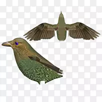 喙羽-空若网 喙羽-空若网