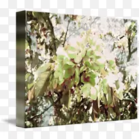 С֦��ľ��-������