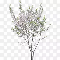 С֦԰��ľ��-������