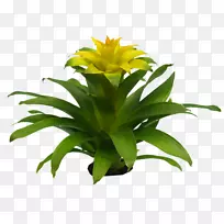 开花植物-空若网 开花植物-空若网