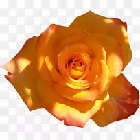 花园玫瑰摄影-空若网 花园玫瑰摄影-空若网