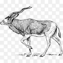 AddaxÃâ·ÑÄÚÈݼô¼ÒÕÊõ-addax¼ôÌù»²¿¼þ-¿ÕÈôÍø AddaxÃâ·ÑÄÚÈݼô¼ÒÕÊõ-addax¼ôÌù»²¿¼þ-¿ÕÈôÍø